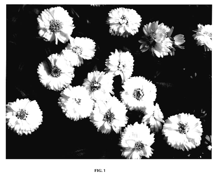 Figure 1 of US plant patent PP18120, the photograph of Gipi Whit printed in the patent.