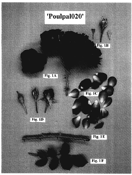 Figure 1 of US plant patent PP18121, the photograph of Poulpal020 printed in the patent.