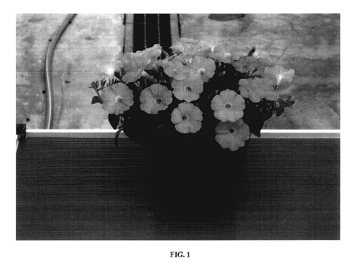 Figure 1 of US plant patent PP18122, the photograph of Sunsurfcopasaku printed in the patent.
