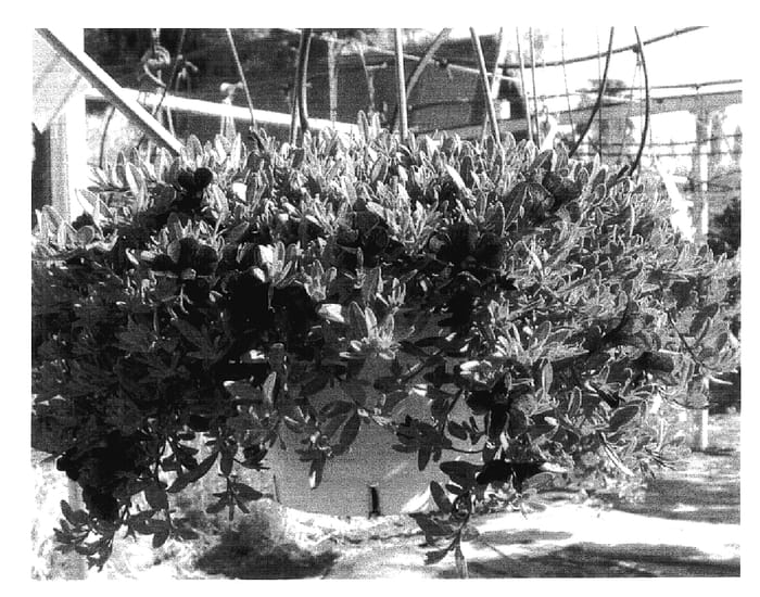 Figure 1 of US plant patent PP18123, the photograph of Dancalmidblu printed in the patent.