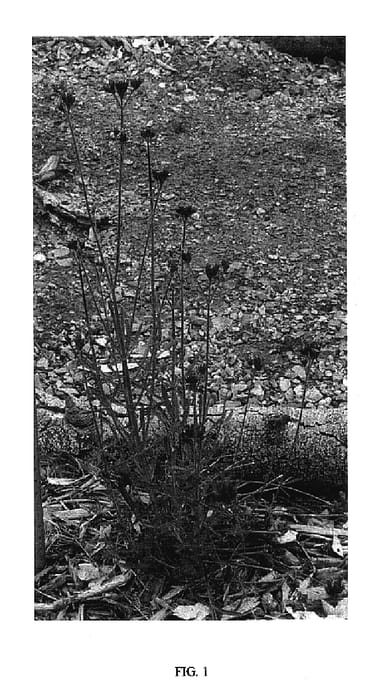 Figure 1 of US plant patent PP18124, the photograph of LITTLE ONE printed in the patent.