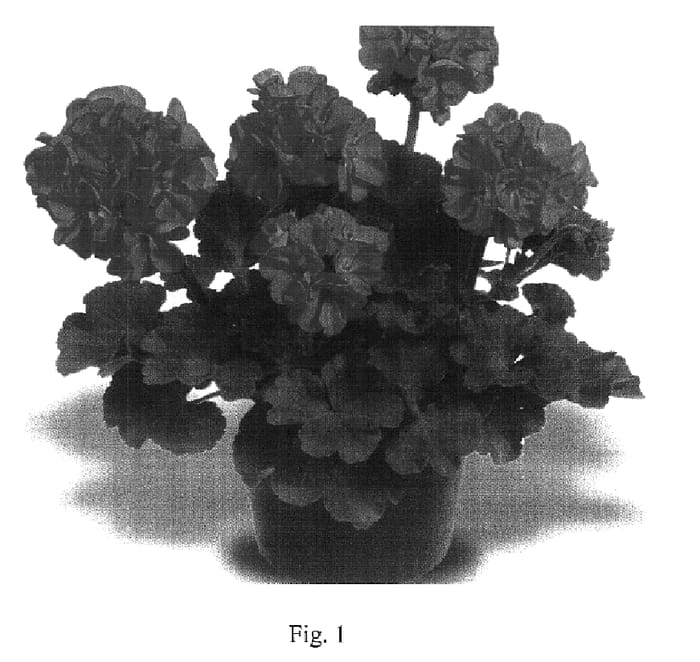 Figure 1 of US plant patent PP18125, the photograph of Patriot Rose Pink printed in the patent.