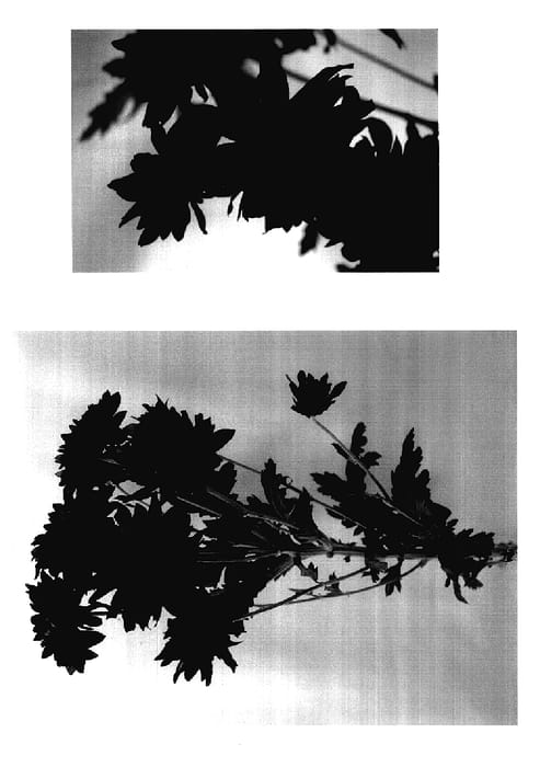 Figure 1 of US plant patent PP18126, the photograph of Yoswing printed in the patent.