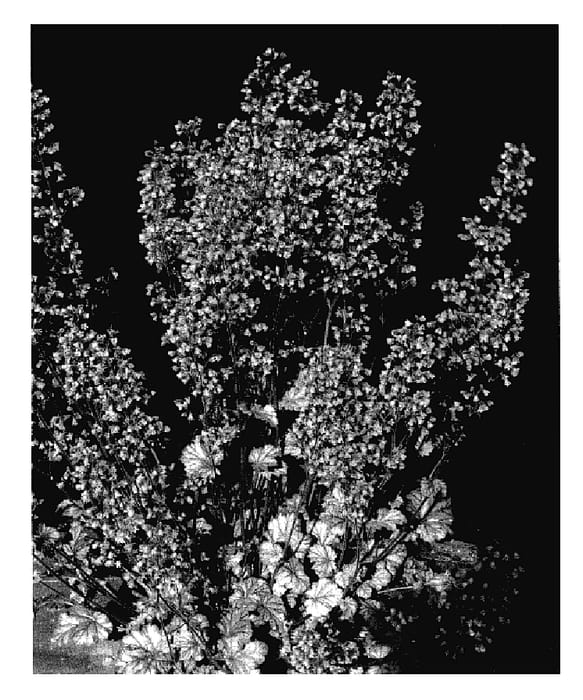 Figure 1 of US plant patent PP18127, the photograph of Rave On printed in the patent.