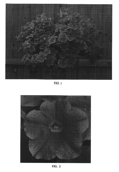 Figure 1 of US plant patent PP18128, the photograph of Kersamfan printed in the patent.