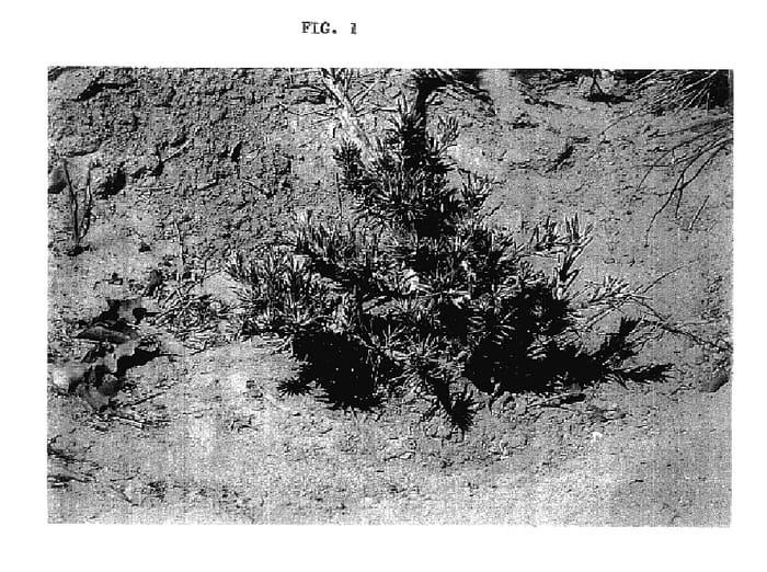 Figure 1 of US plant patent PP18129, the photograph of Variety of Japanese Black Pine named Kanemi printed in the patent.