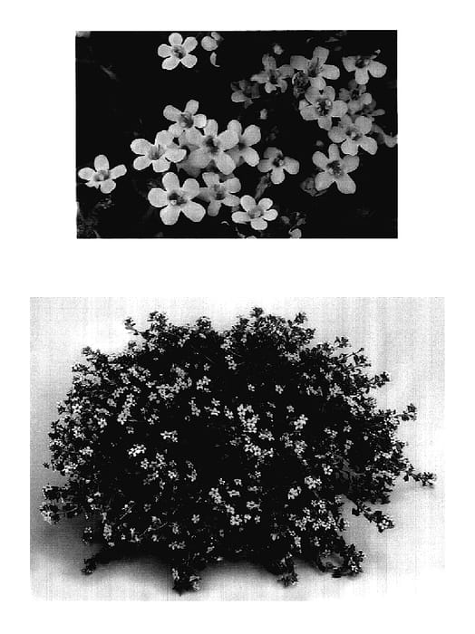 Figure 1 of US plant patent PP18130, the photograph of Euro 23 printed in the patent.