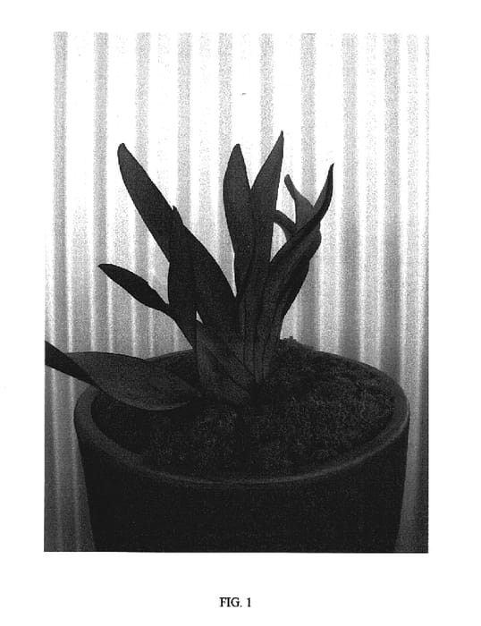 Figure 1 of US plant patent PP18131, the photograph of TWISTED SISTER printed in the patent.