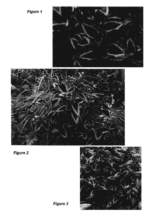 Figure 1 of US plant patent PP18132, the photograph of Dragon's Eye printed in the patent.