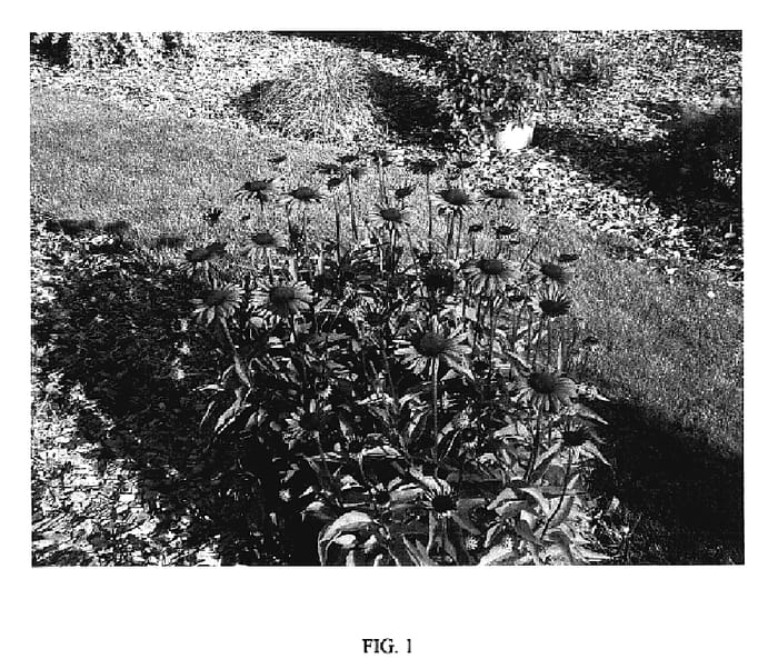 Figure 1 of US plant patent PP18133, the photograph of Elton Knight printed in the patent.