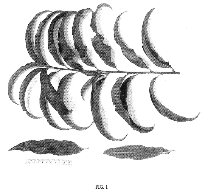 Figure 1 of US plant patent PP18134, the photograph of NJ353 printed in the patent.