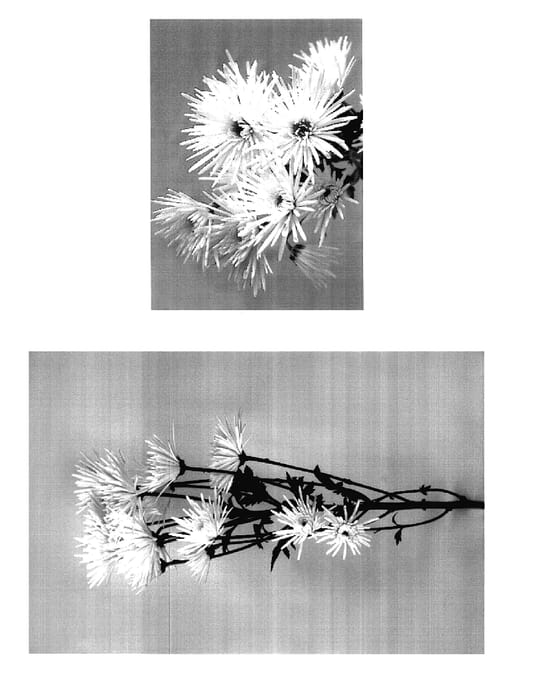 Figure 1 of US plant patent PP18135, the photograph of White Yoneedle printed in the patent.
