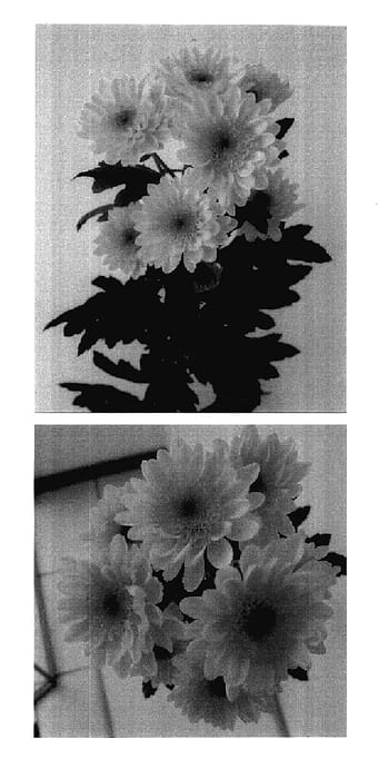 Figure 1 of US plant patent PP18136, the photograph of Mona Lisa Yellow printed in the patent.
