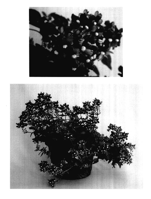 Figure 1 of US plant patent PP18137, the photograph of Kieneblu printed in the patent.