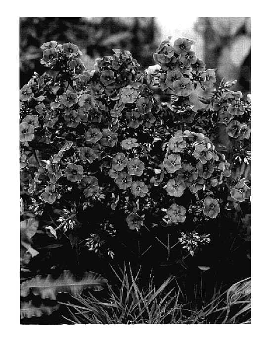 Figure 1 of US plant patent PP18138, the photograph of Rebel printed in the patent.