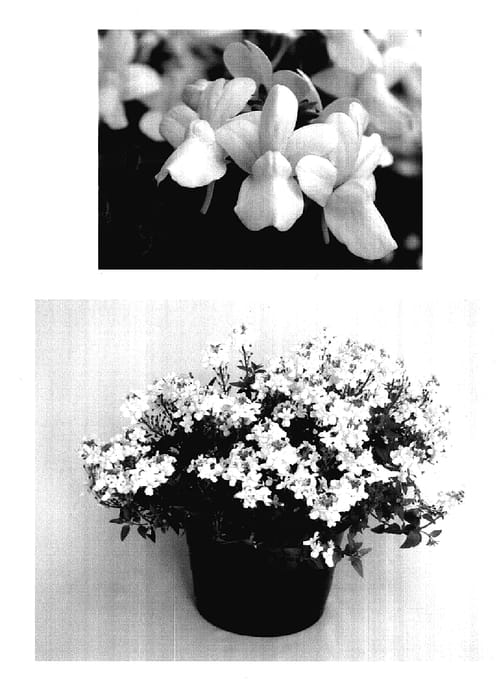 Figure 1 of US plant patent PP18140, the photograph of Kienewhi printed in the patent.