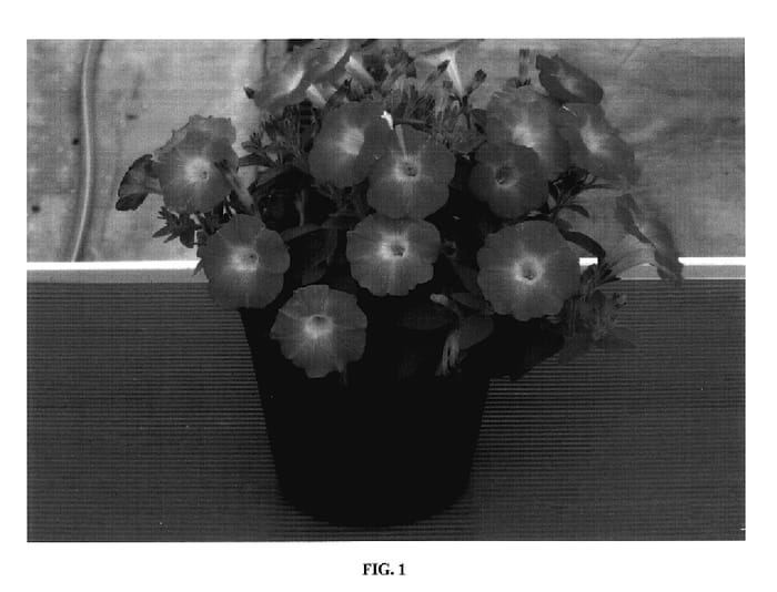 Figure 1 of US plant patent PP18141, the photograph of Sunsurfcoparu printed in the patent.