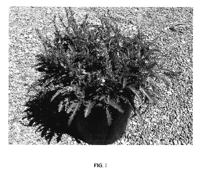 Figure 1 of US plant patent PP18142, the photograph of CHRISTY printed in the patent.