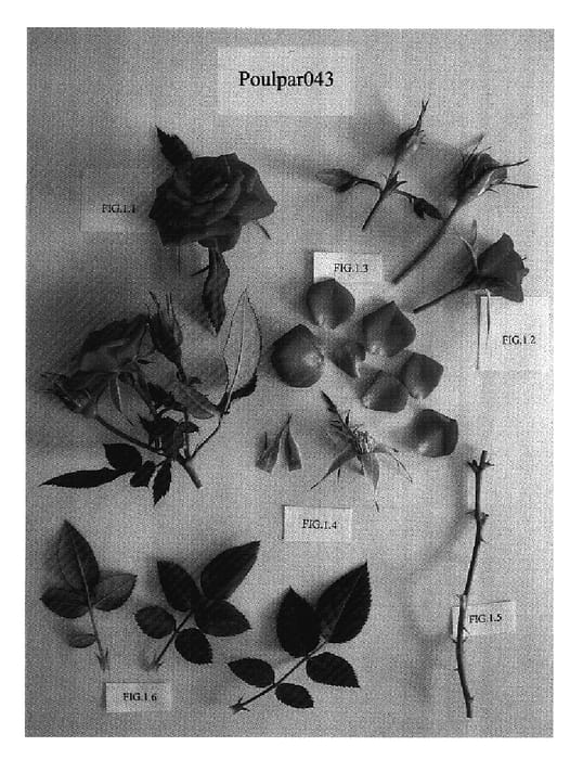 Figure 1 of US plant patent PP18143, the photograph of Poulpar043 printed in the patent.