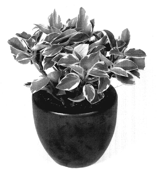 Figure 1 of US plant patent PP18144, the photograph of Silver Shadow printed in the patent.