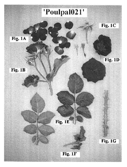 Figure 1 of US plant patent PP18145, the photograph of Poulpal021 printed in the patent.