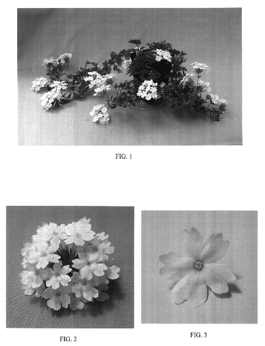 Figure 1 of US plant patent PP18146, the photograph of Balazmawite printed in the patent.