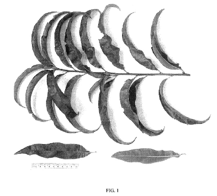 Figure 1 of US plant patent PP18147, the photograph of NJN100 printed in the patent.