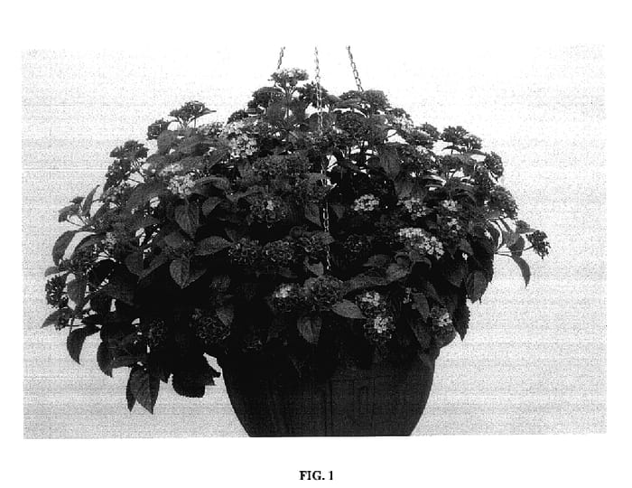 Figure 1 of US plant patent PP18148, the photograph of Bante Rossa printed in the patent.