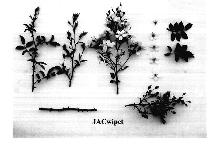 Figure 1 of US plant patent PP18149, the photograph of JACwipet printed in the patent.