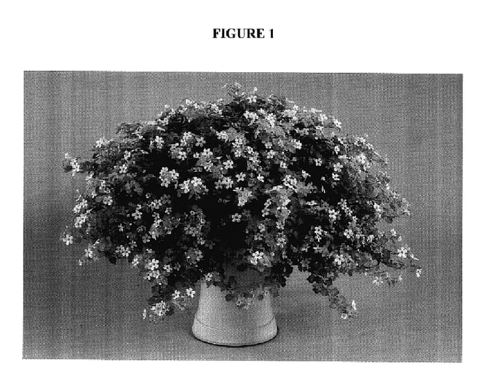 Figure 1 of US plant patent PP18150, the photograph of DANCOP15 printed in the patent.