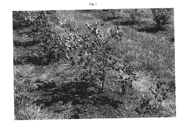 Figure 1 of US plant patent PP18151, the photograph of Camellia printed in the patent.