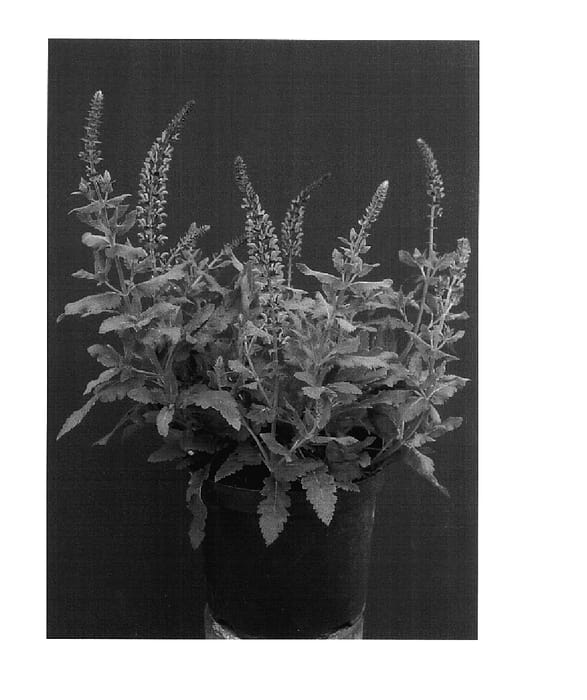 Figure 1 of US plant patent PP18152, the photograph of Pink Friesland printed in the patent.