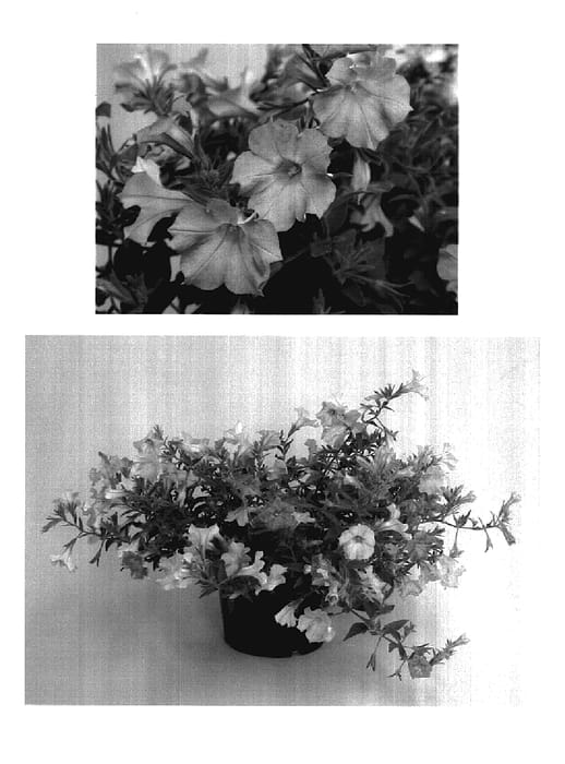 Figure 1 of US plant patent PP18153, the photograph of Blue Frill Pink printed in the patent.