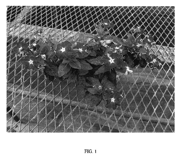 Figure 1 of US plant patent PP18154, the photograph of SAKURAI 15 printed in the patent.