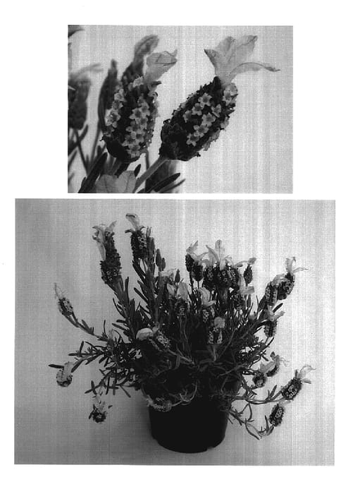 Figure 1 of US plant patent PP18155, the photograph of D01-24 printed in the patent.