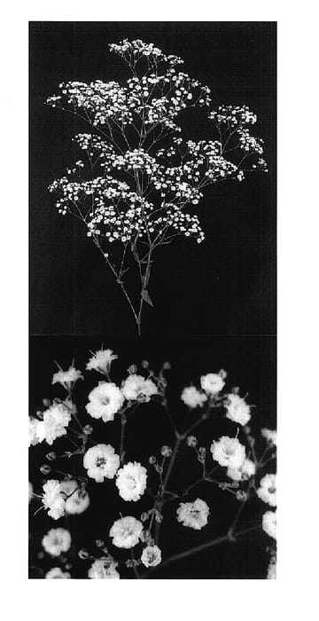 Figure 1 of US plant patent PP18156, the photograph of Esm Cirque printed in the patent.