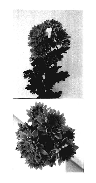 Figure 1 of US plant patent PP18157, the photograph of Mona Lisa Splendid printed in the patent.