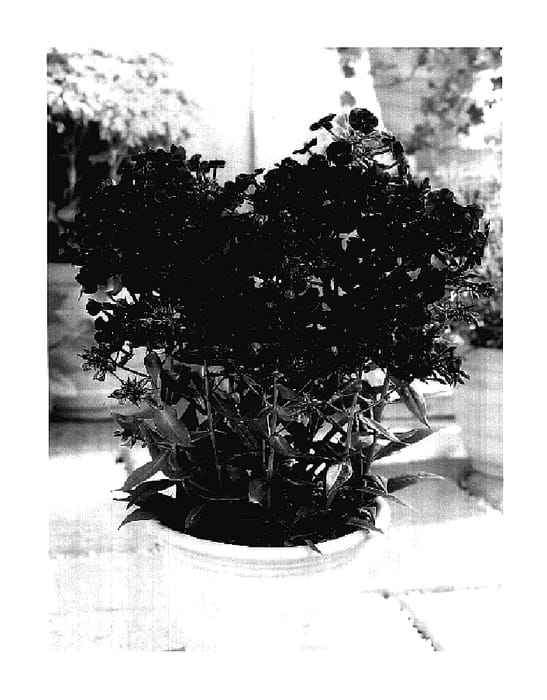 Figure 1 of US plant patent PP18158, the photograph of Wendy House printed in the patent.
