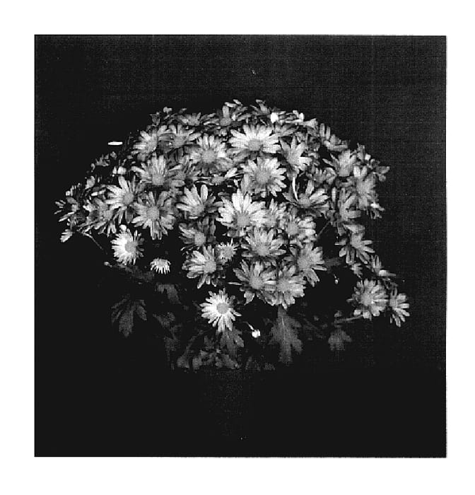 Figure 1 of US plant patent PP18159, the photograph of Dark Yoroanoke printed in the patent.