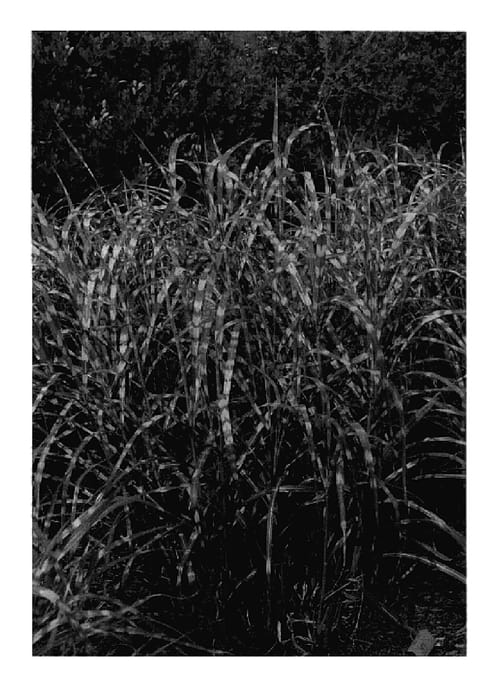 Figure 1 of US plant patent PP18161, the photograph of Super Stripe printed in the patent.