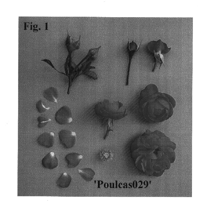 Figure 1 of US plant patent PP18162, the photograph of Poulcas029 printed in the patent.
