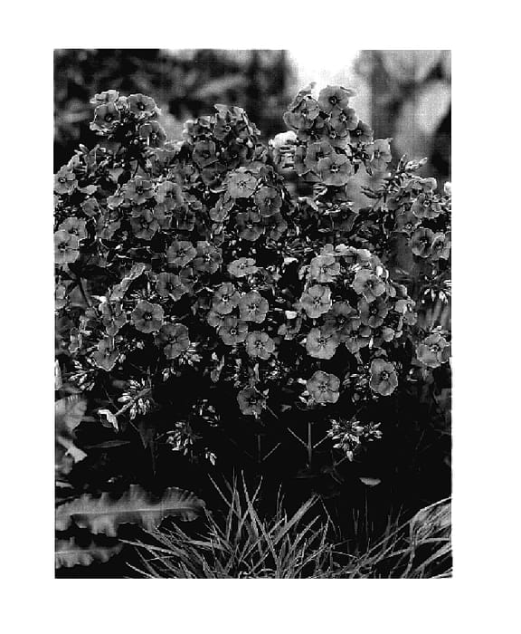Figure 1 of US plant patent PP18163, the photograph of Candy Floss printed in the patent.