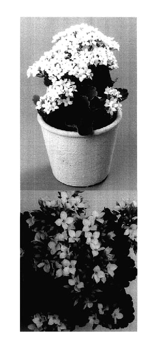Figure 1 of US plant patent PP18164, the photograph of Jenna printed in the patent.