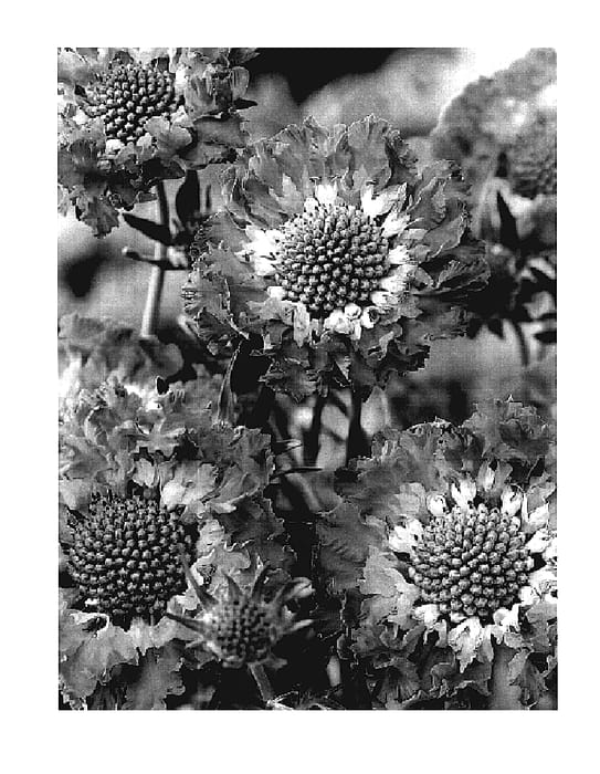 Figure 1 of US plant patent PP18165, the photograph of Grand Stone printed in the patent.