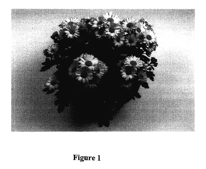Figure 1 of US plant patent PP18166, the photograph of Lydia printed in the patent.