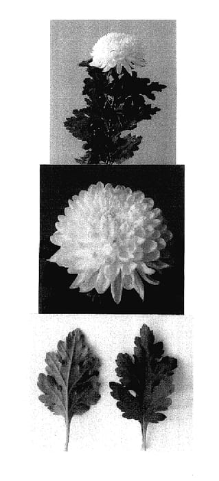 Figure 1 of US plant patent PP18167, the photograph of Delichita printed in the patent.