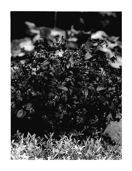 Figure 1 of US plant patent PP18168, the photograph of Bon Bon printed in the patent.