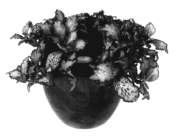 Figure 1 of US plant patent PP18169, the photograph of Pink Star printed in the patent.