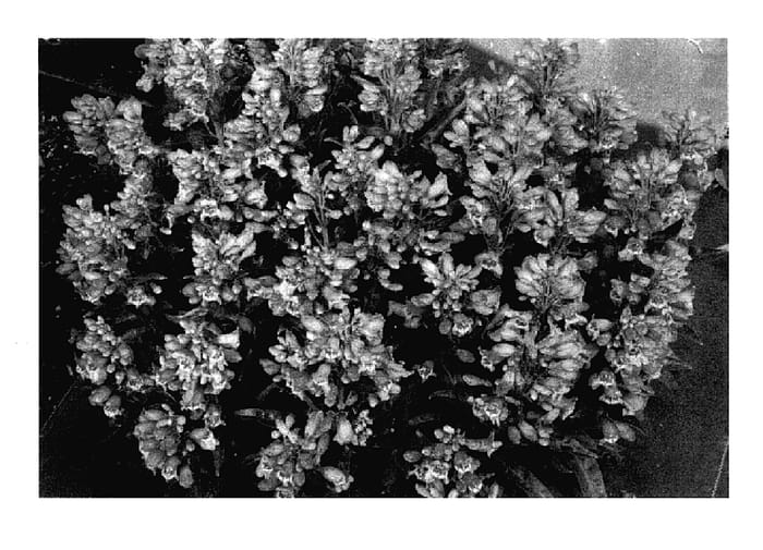 Figure 1 of US plant patent PP18170, the photograph of Coral Carpet printed in the patent.
