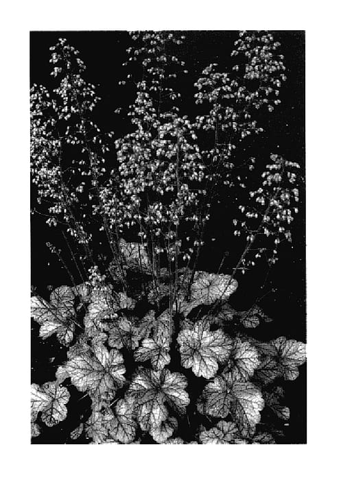 Figure 1 of US plant patent PP18171, the photograph of Fantasia printed in the patent.